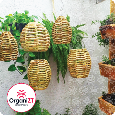 Organizt organización