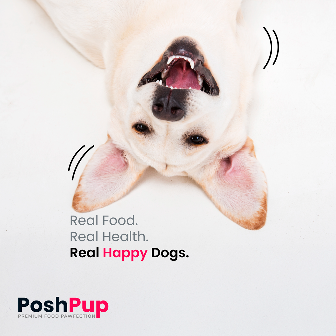 PoshPup — post de redes sociales, 'Real Food. Real Health. Real Happy Dogs.'