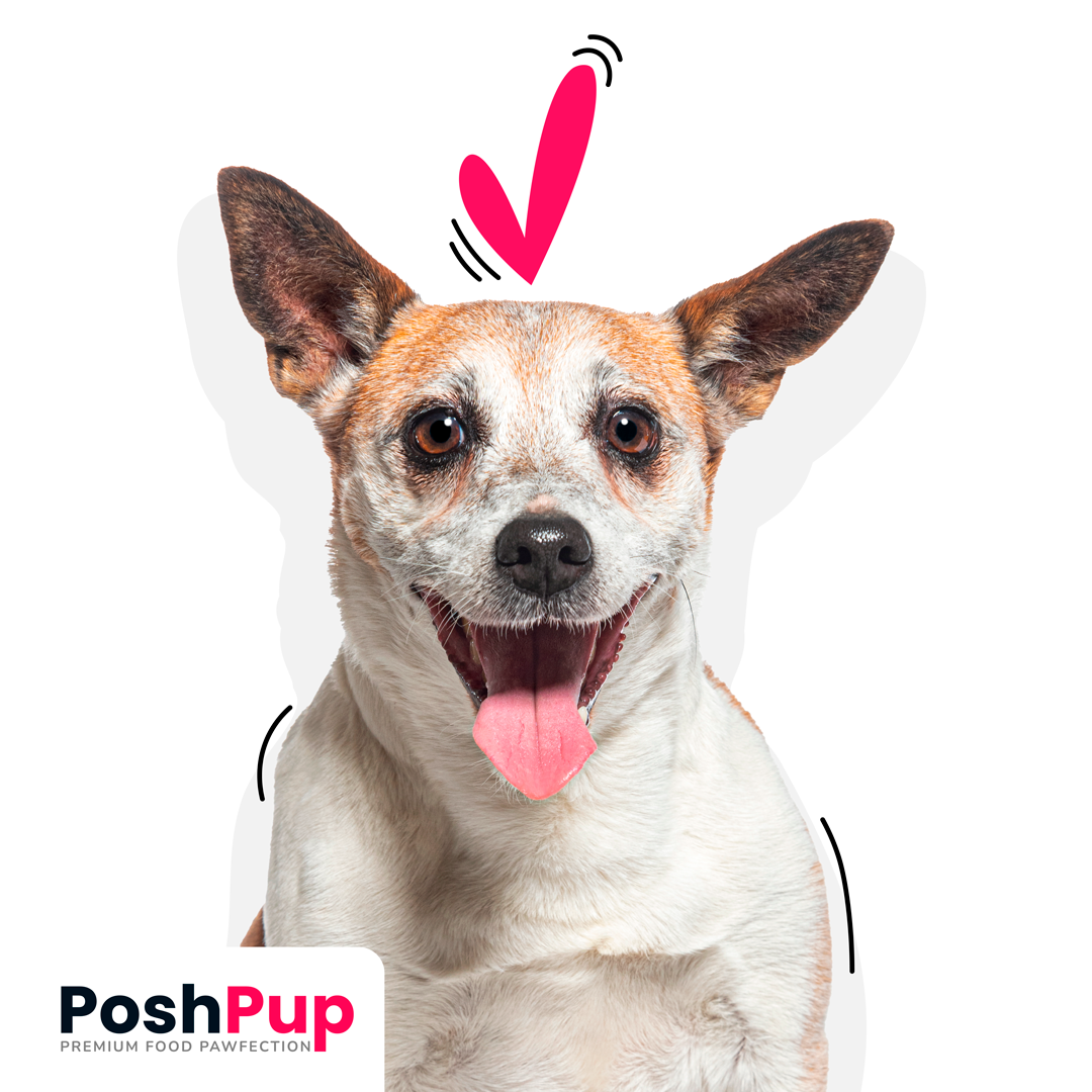 PoshPup — post de redes sociales, primer plano de un corgi